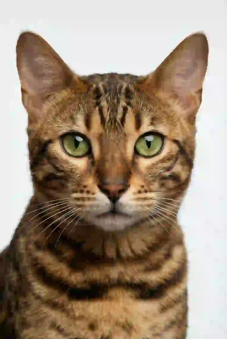 Portrait of a bengal cat. Template for AI furry art generator.