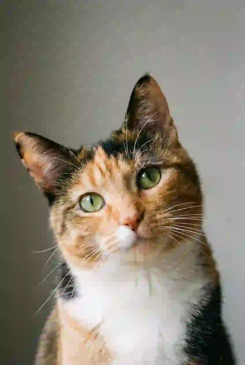 Portrait of a calico cat. Template for AI furry art generator.