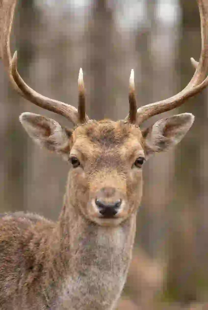 Portrait of a deer in forest. Template for AI furry art generator.
