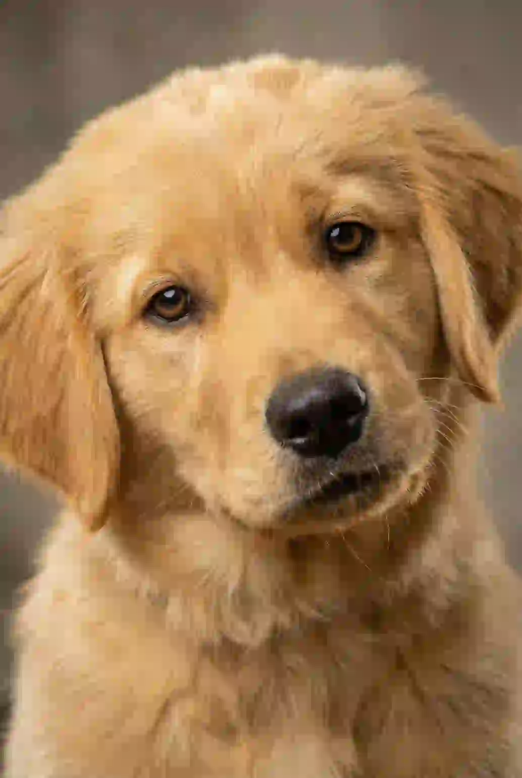 Portrait of a golden retriever puppy staring at the camera. Template for AI furry art generator.