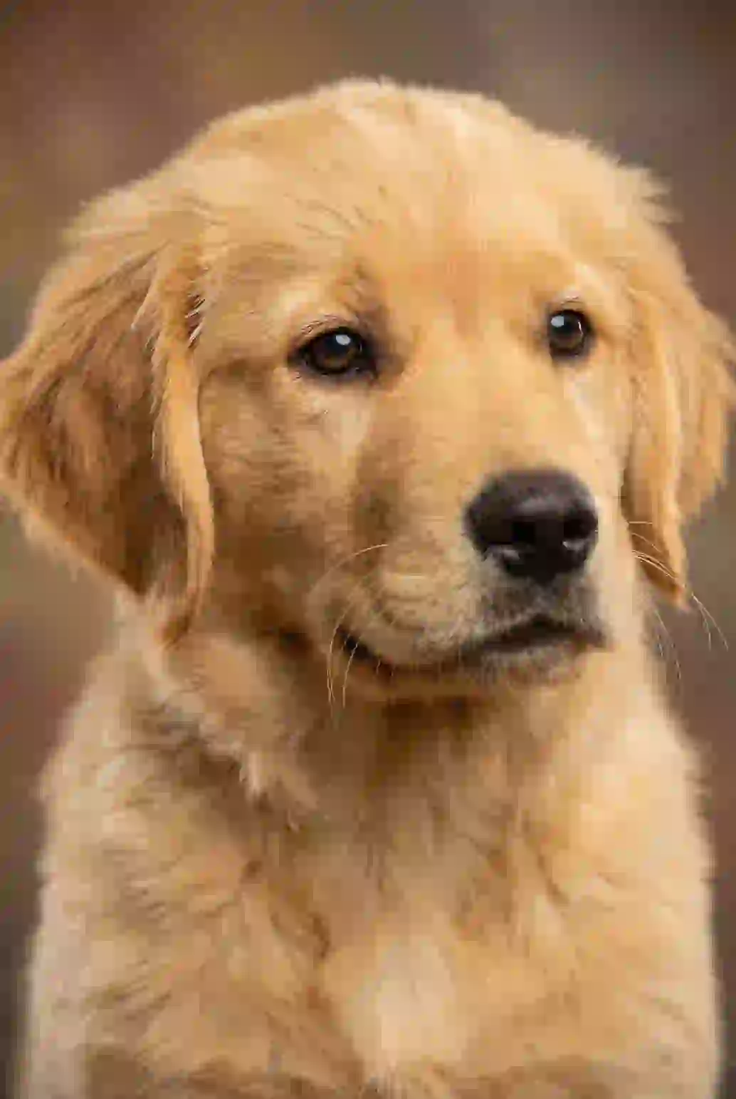 Portrait of a golden retriever puppy gazing off the camera. Template for AI furry art generator.
