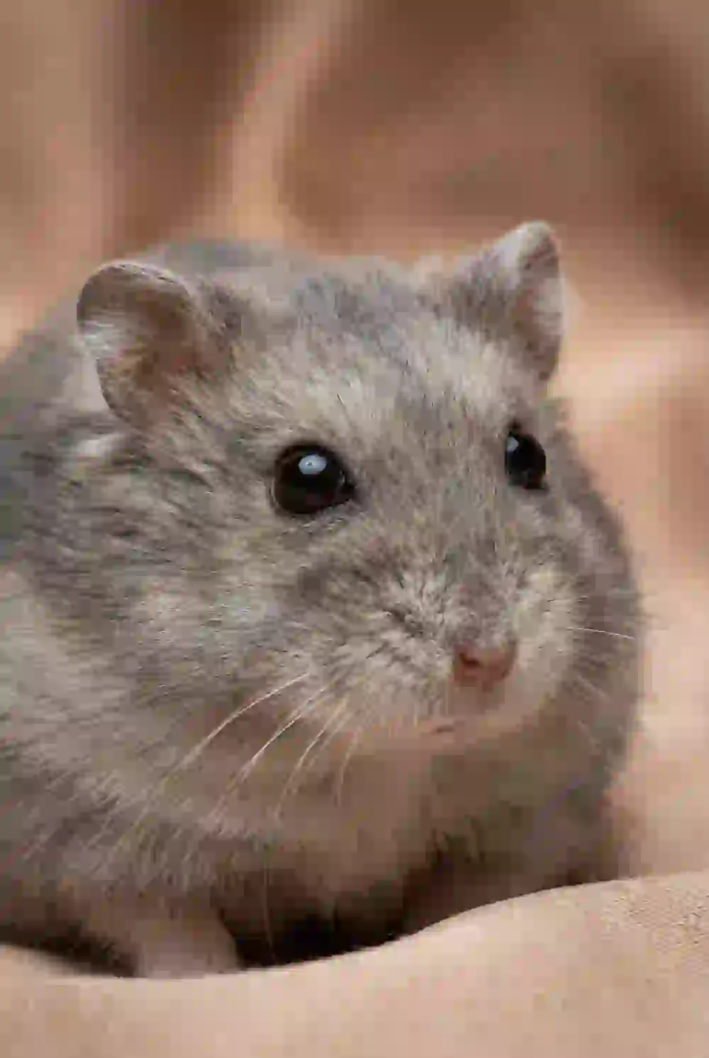 Portrait of a cute gray hamster. Template for AI furry art generator.
