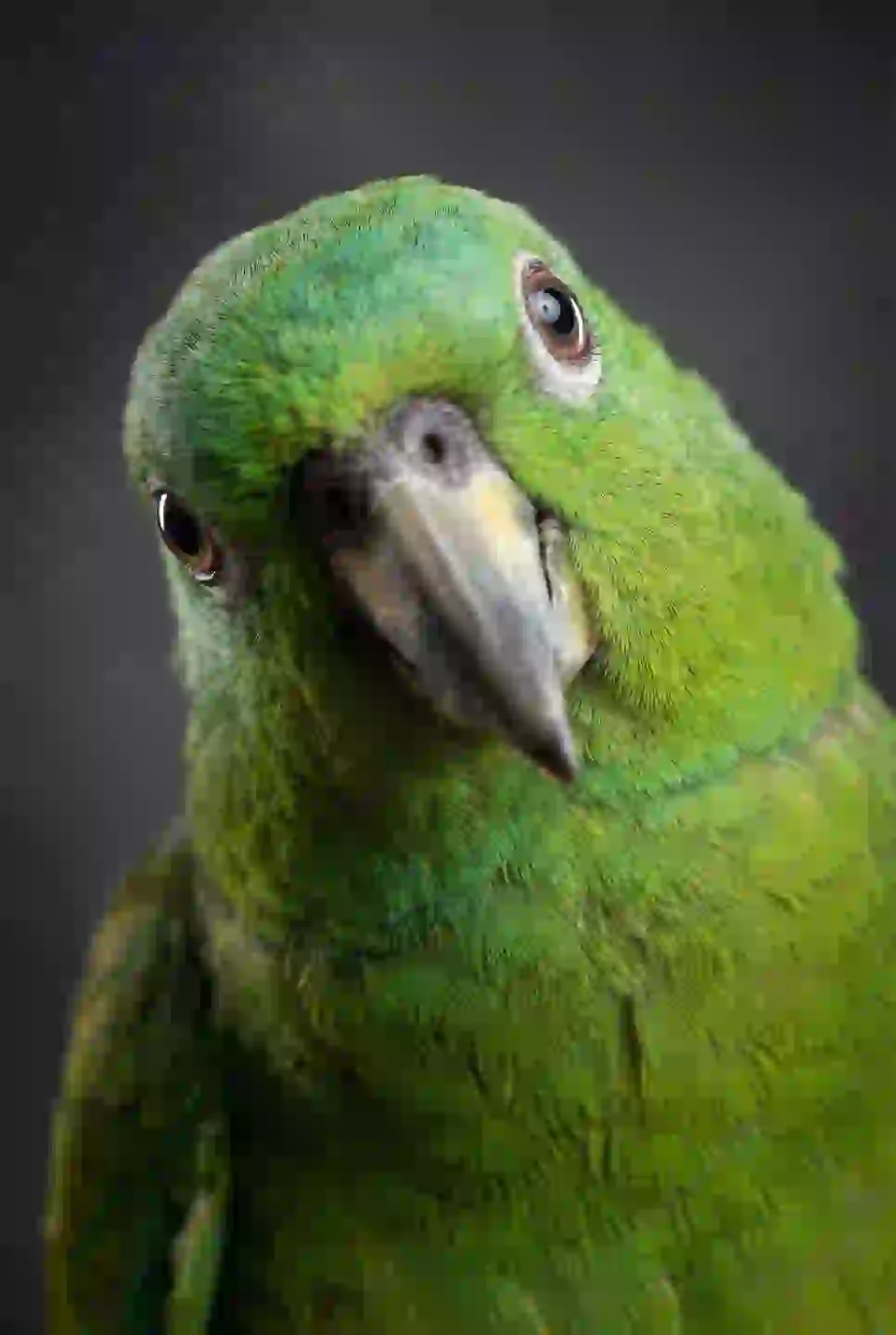 Portrait of a green parrot with a black background. Template for AI furry art generator.