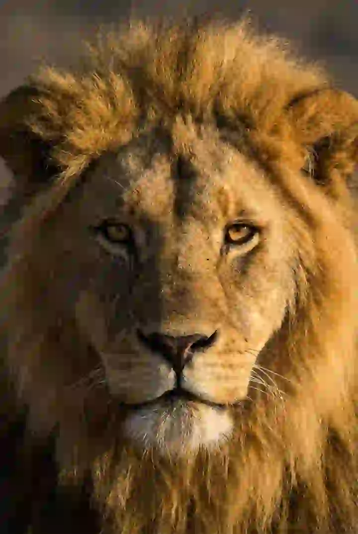 Close-up of a lion. Template for AI furry art generator.