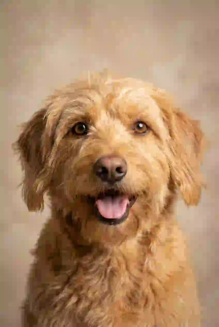 Portrait of a golden puppy. Template of AI furry art generator.