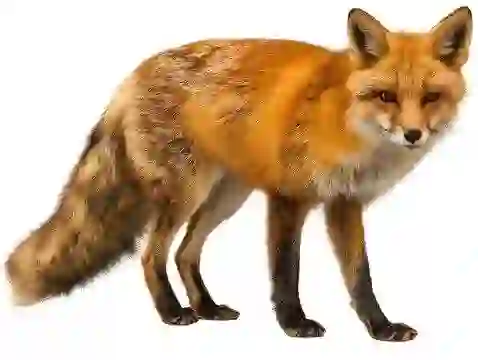 Full body portrait of a fox, specifically for creating fursona.