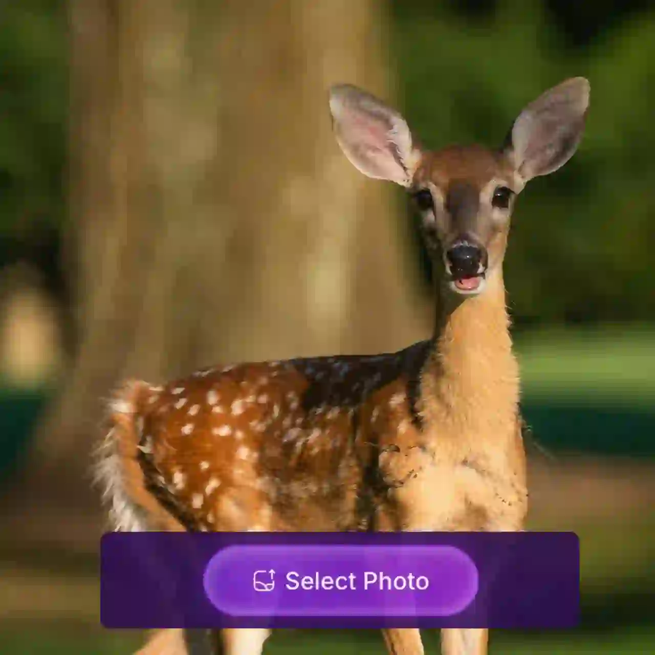A portrait of a deer in the forest, with a sticker showing the 