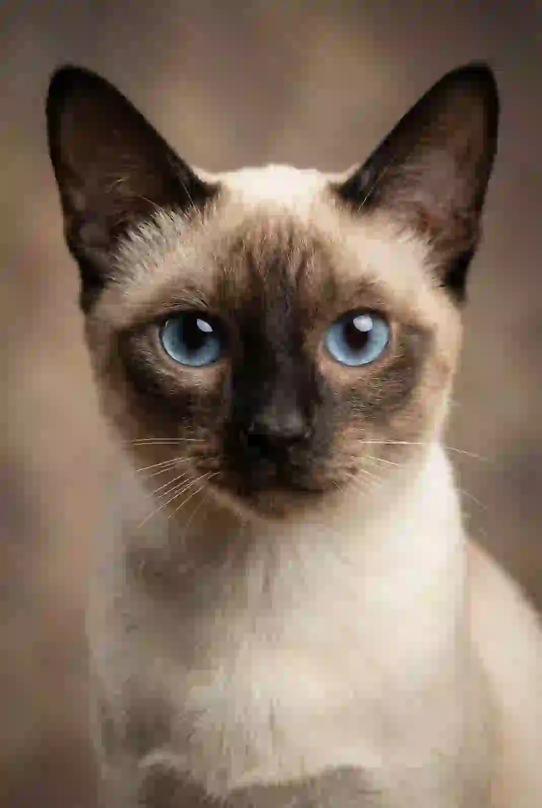 Portrait of a Siamese cat with blue eyes. Template for AI furry art generator.