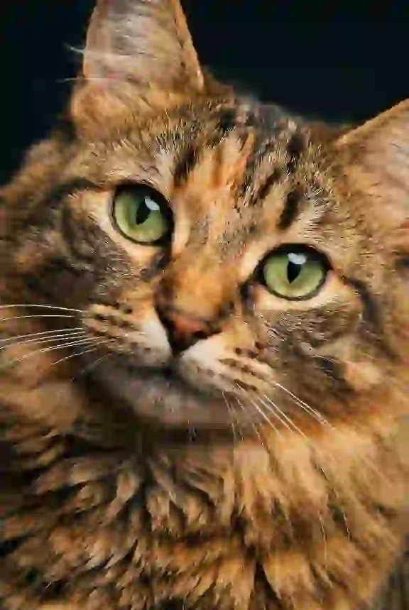 Portrait of a tabby cat tilting its head. Template for AI furry art generator.