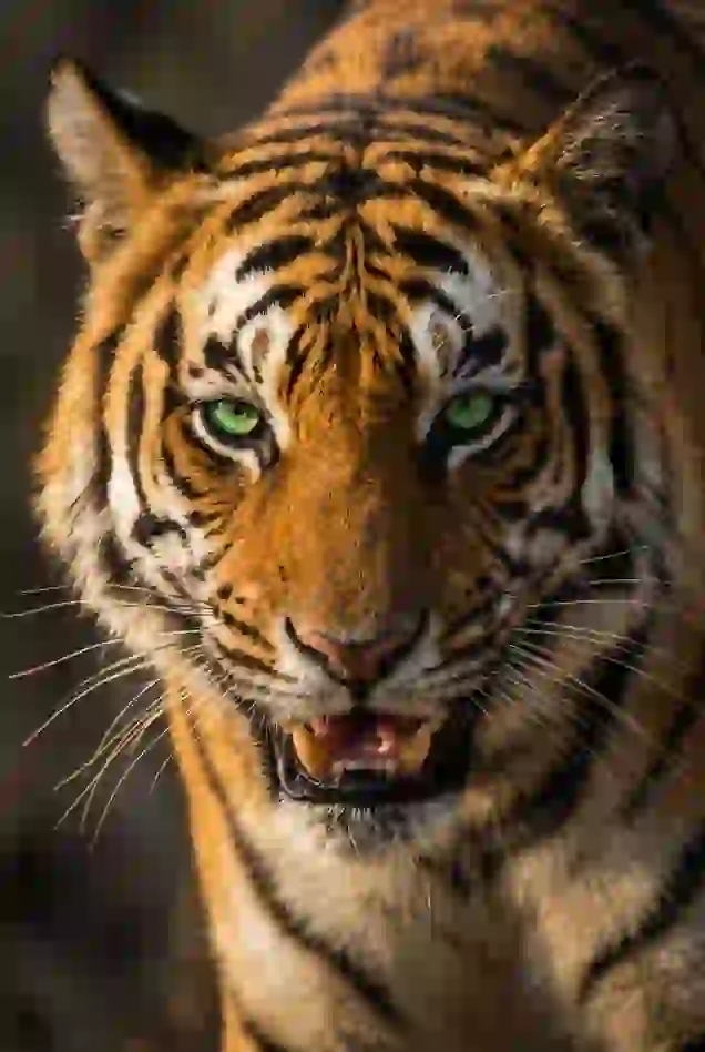 Portrait of a tiger. Template for AI furry art generator.