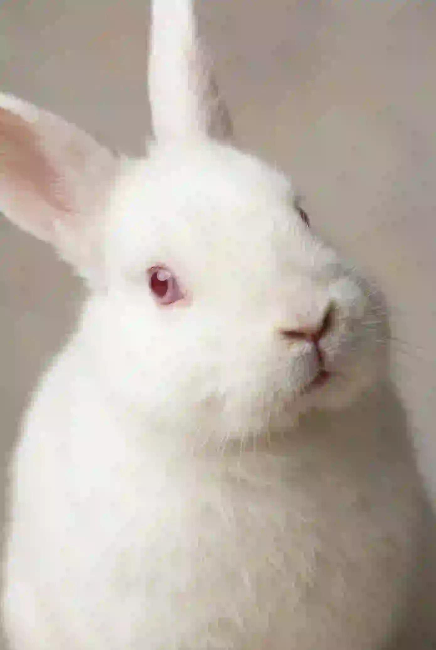 Portrait of a white rabbit. Template for AI furry art generator.