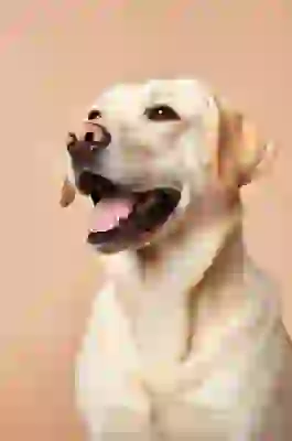 Photo of a Labrador opening its mouth with plain background. Template for AI image to image.