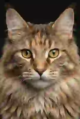 Portrait of a Maine coon cat with black background. Template for AI image to image.