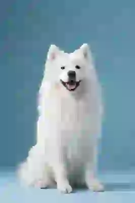 Photo of a Samoyed with blue background. Template for AI image to image.