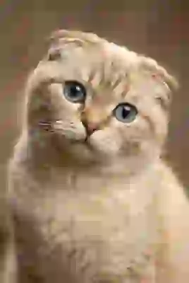Portrait of a Scottish fold cat with blue eyes. Template for AI image to image.