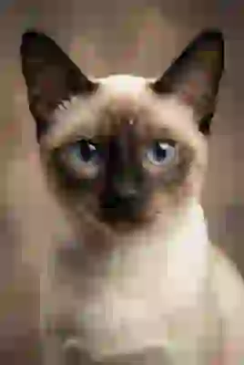 Portrait of a Siamese cat with blue eyes. Template for AI image to image.